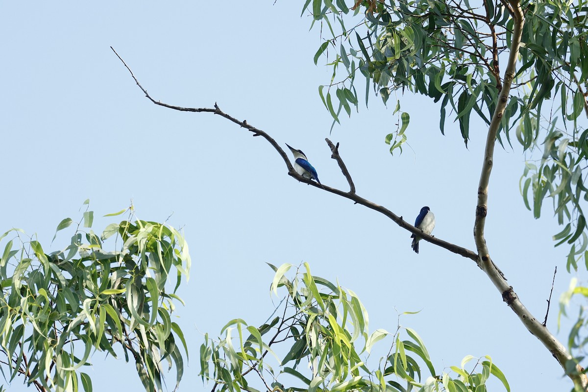 Forest Kingfisher - ML647212092
