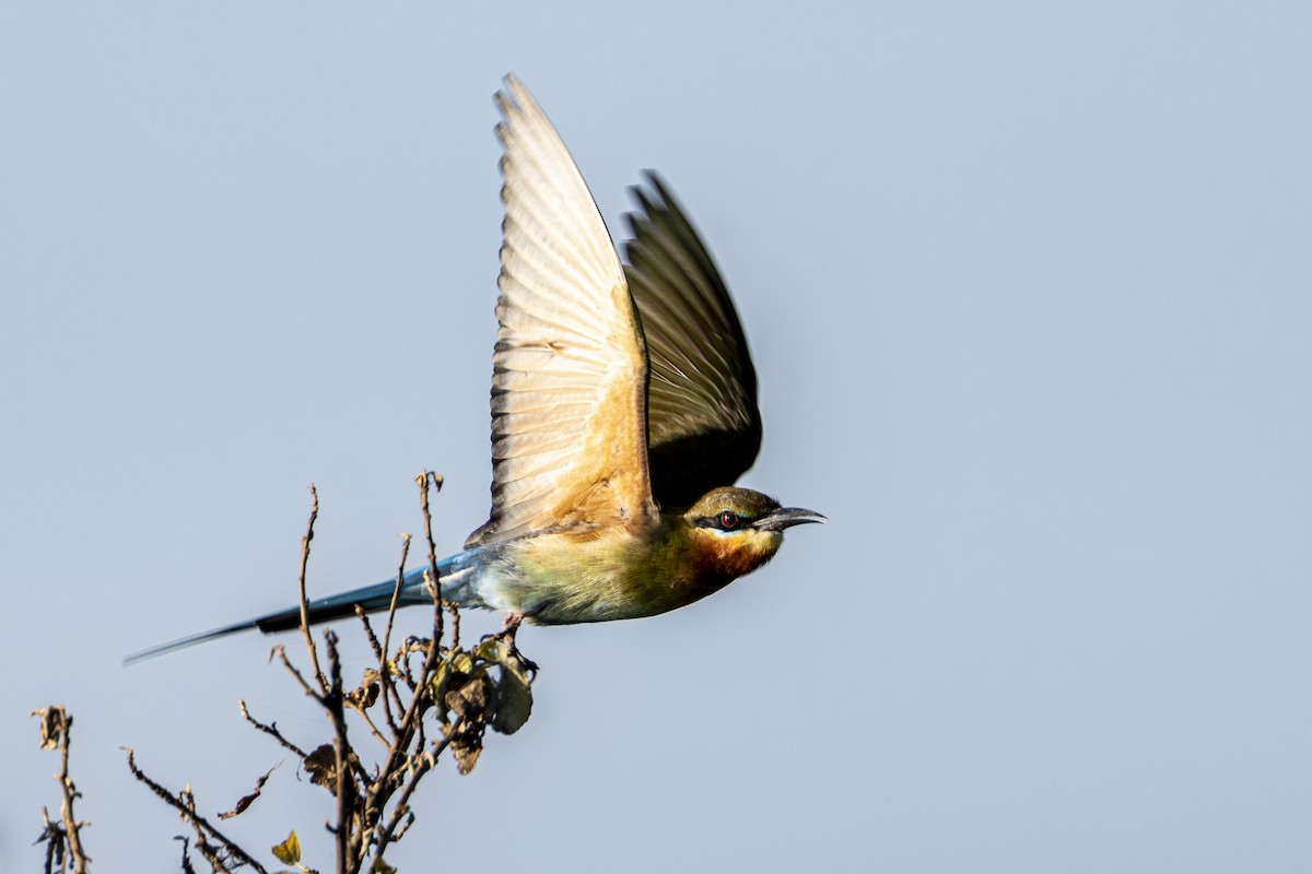 Blue-tailed Bee-eater - ML647212093
