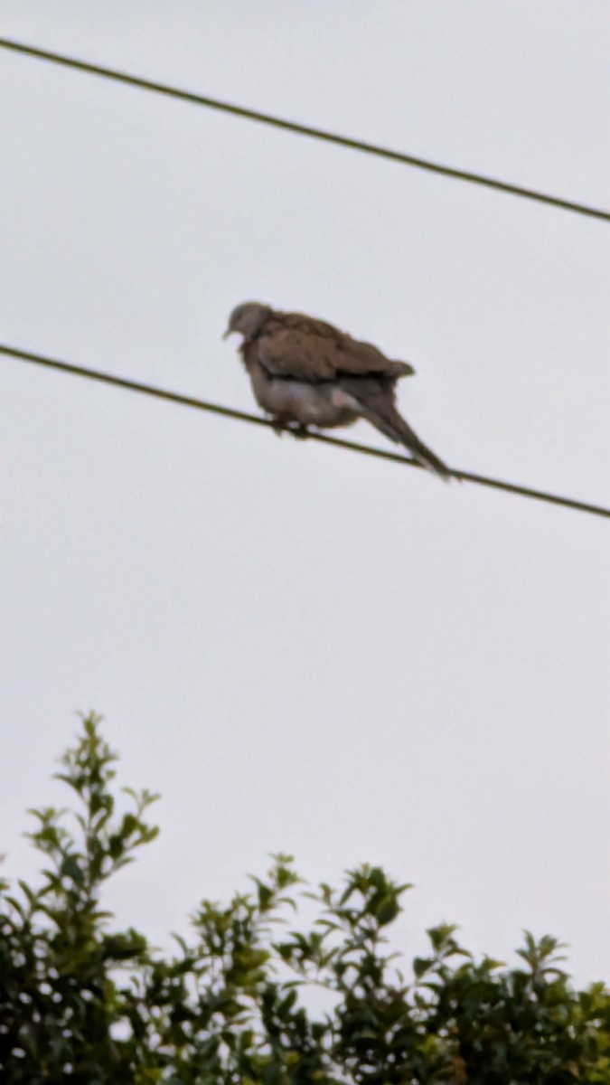 Spotted Dove - ML647212096