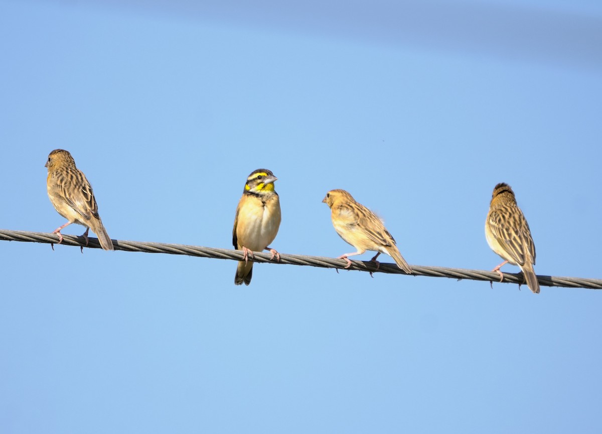 Black-breasted Weaver - ML647212099