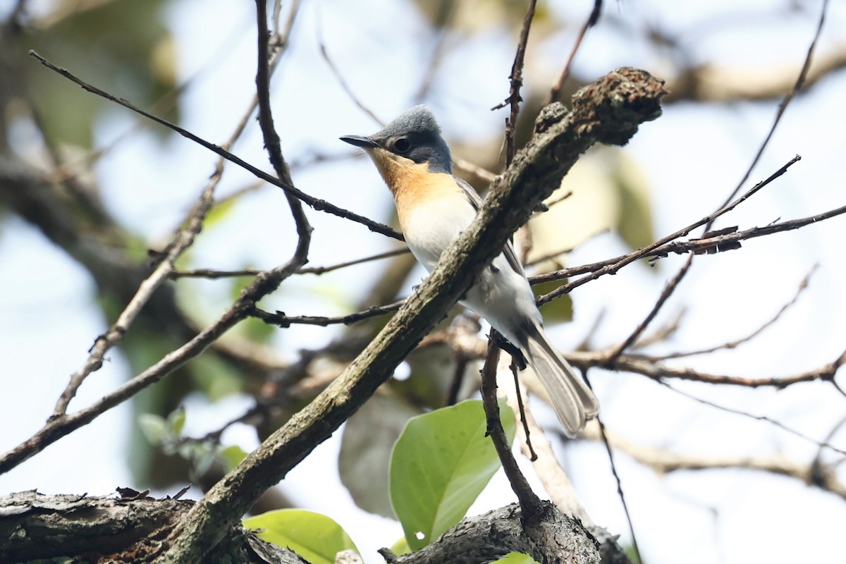 Leaden Flycatcher - ML647212100