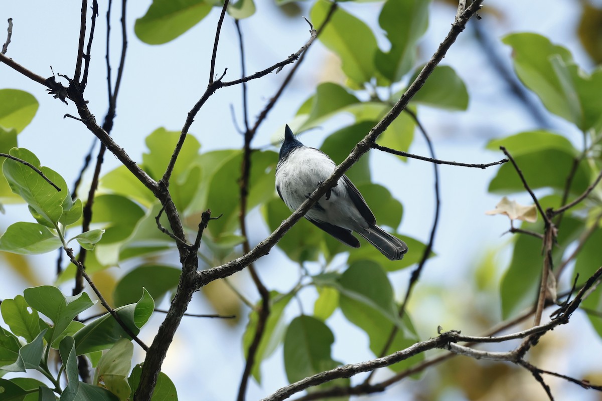 Leaden Flycatcher - ML647212101