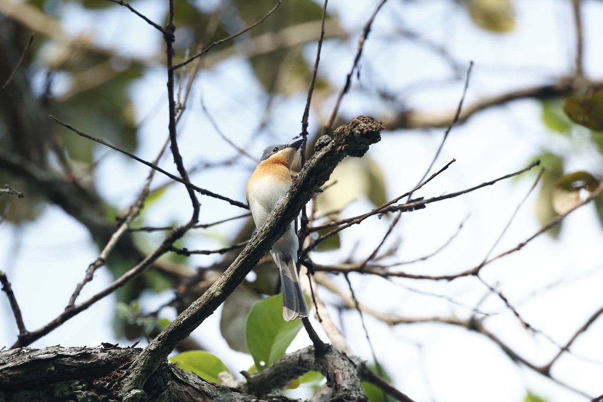 Leaden Flycatcher - ML647212102