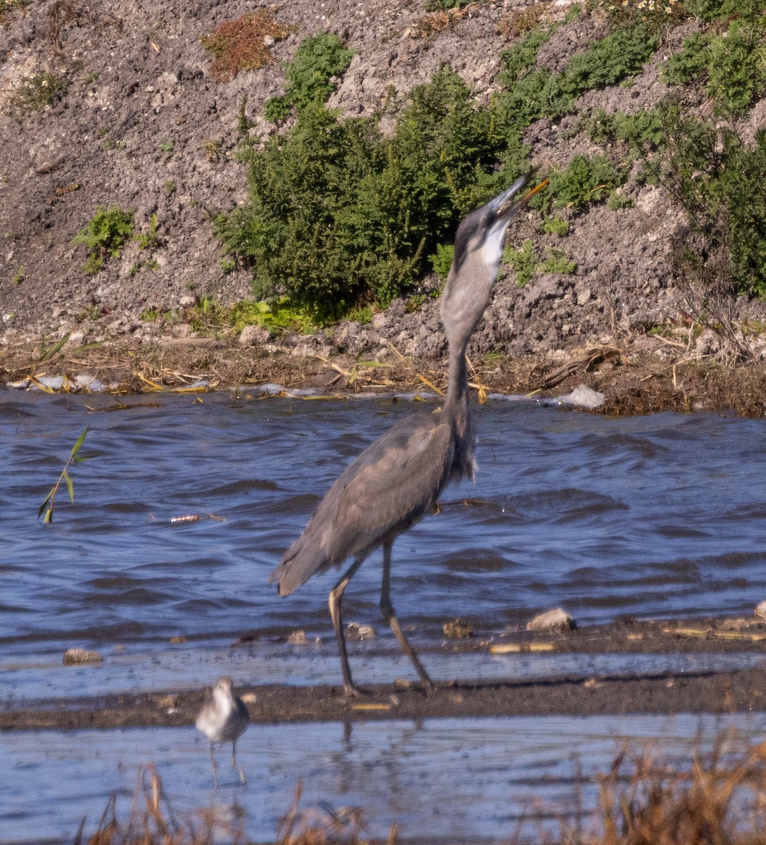 Great Blue Heron - ML647212107