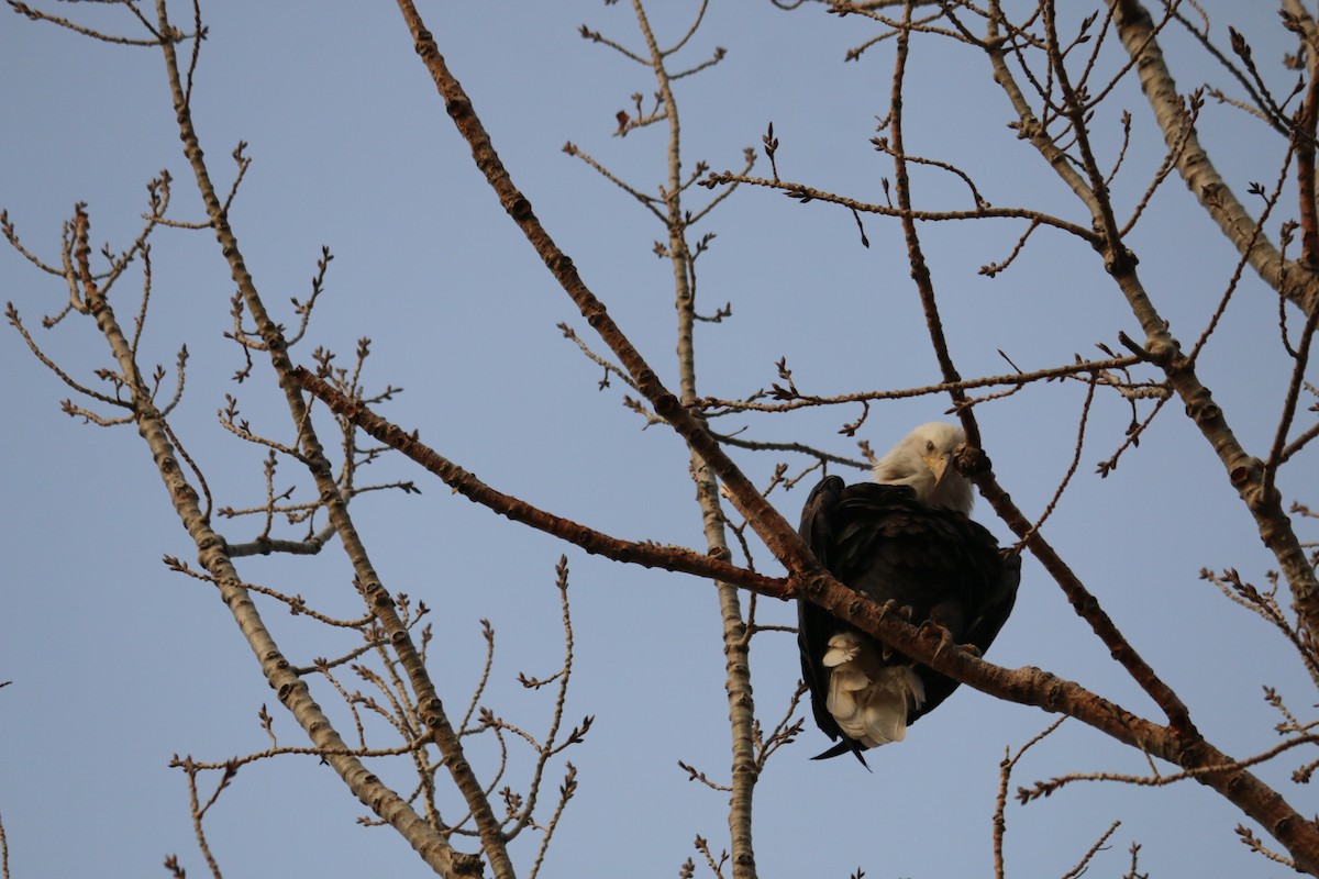 Bald Eagle - ML647212108