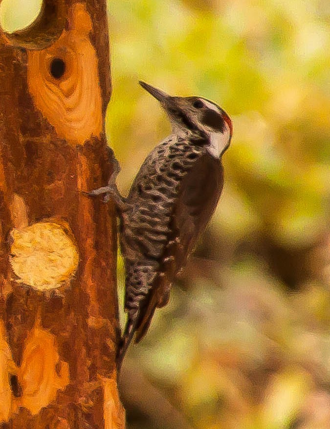 Arizona Woodpecker - ML647212109