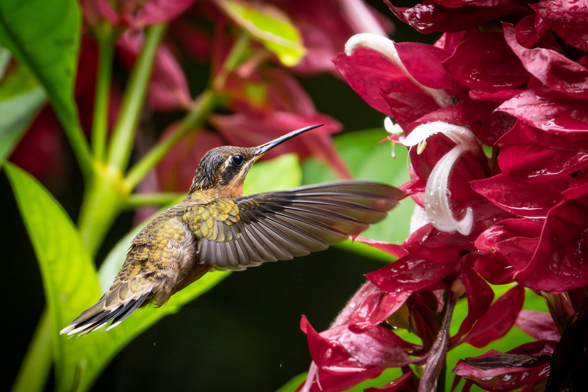 Band-tailed Barbthroat - ML647212110