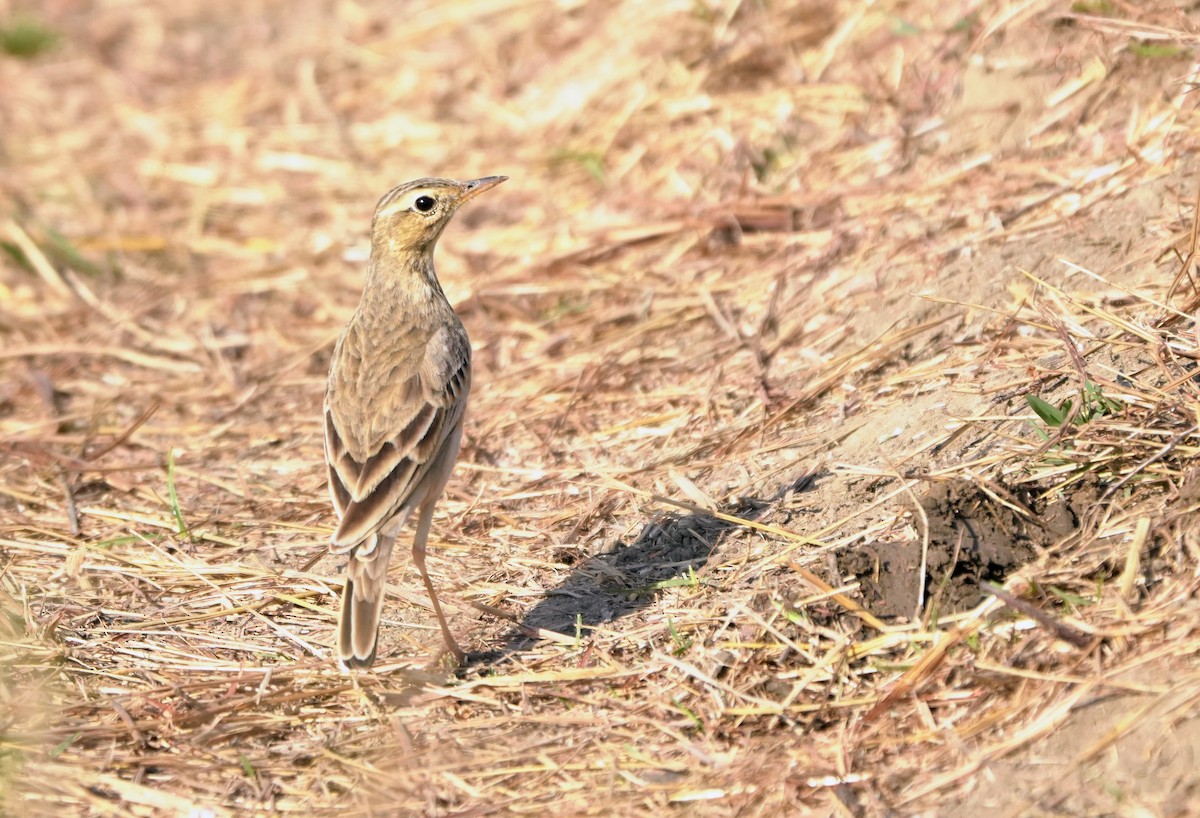 Paddyfield Pipit - ML647212111