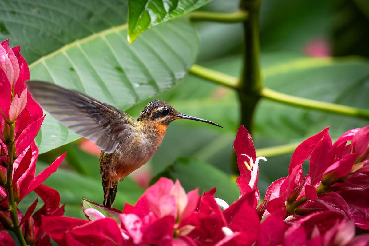 Band-tailed Barbthroat - ML647212113