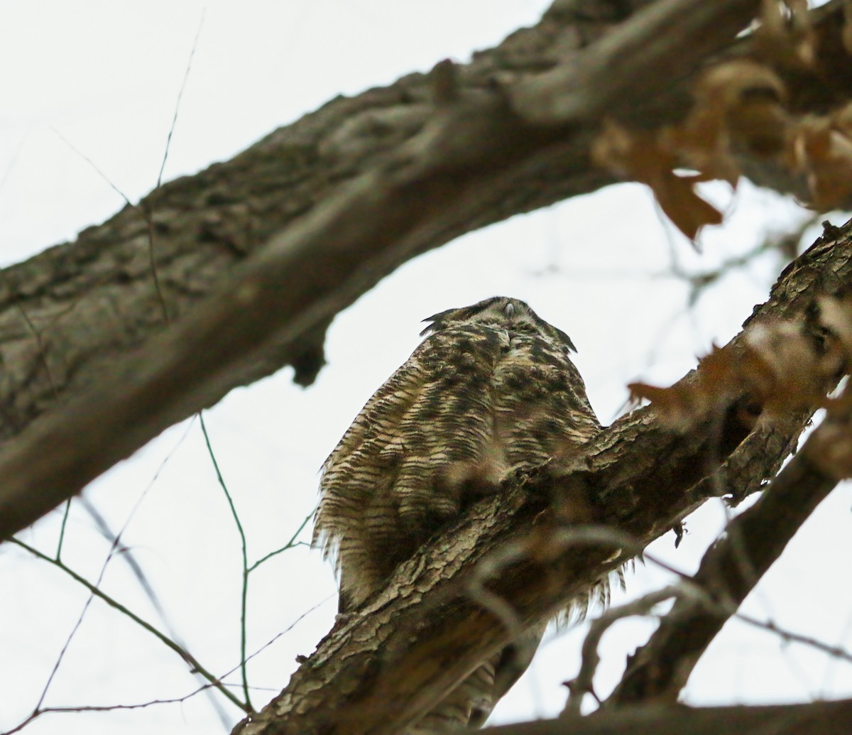 Great Horned Owl - ML647212114