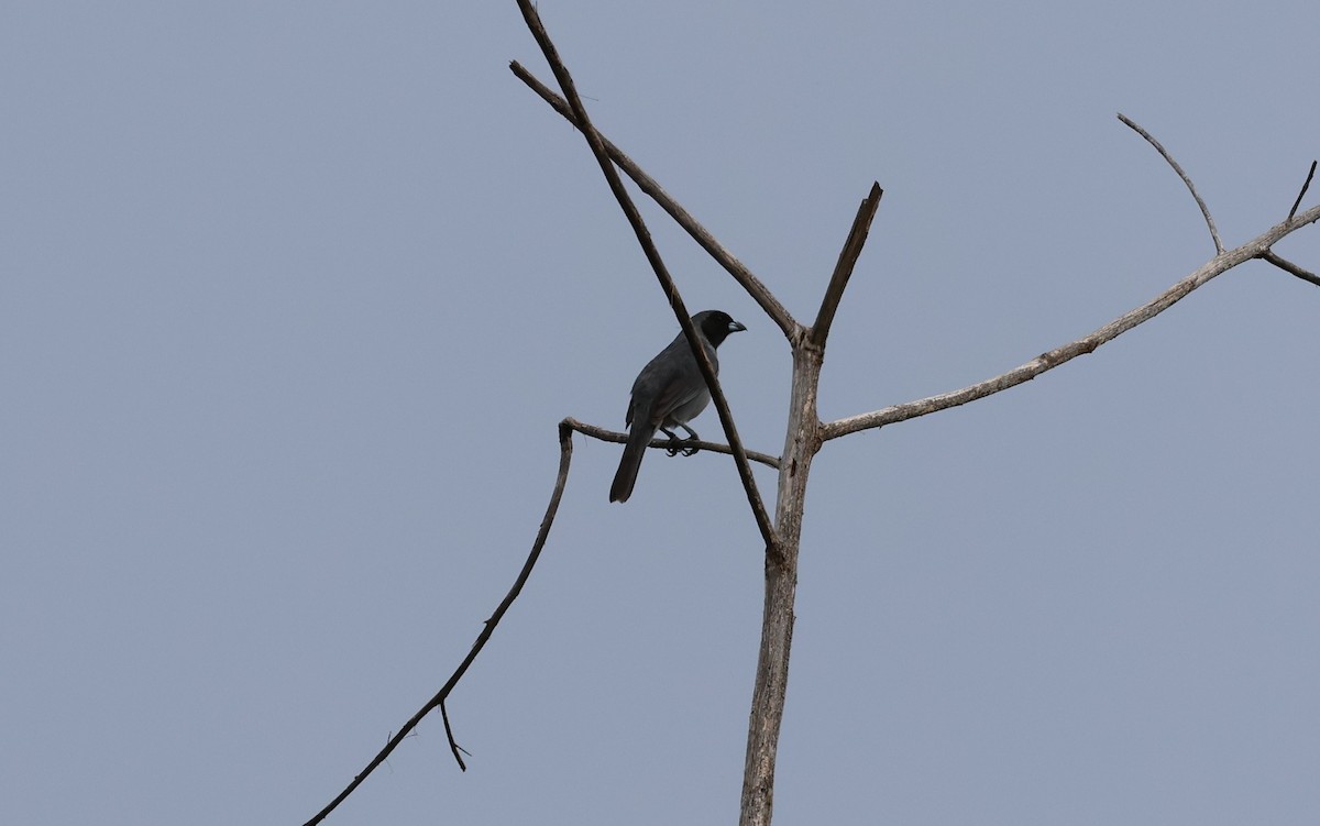 Black-faced Tanager - ML647212116