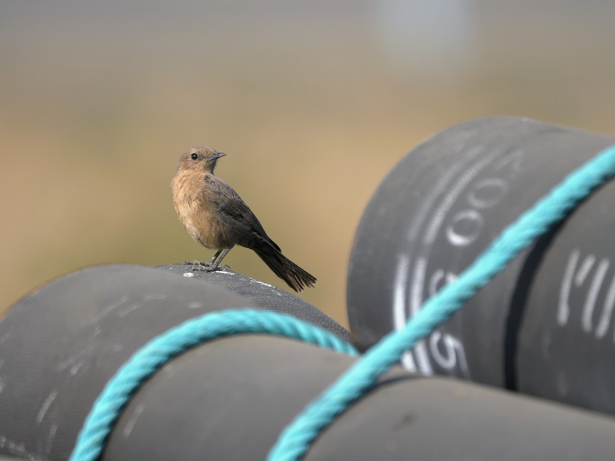 Buztanbeltz arrea - ML647212117