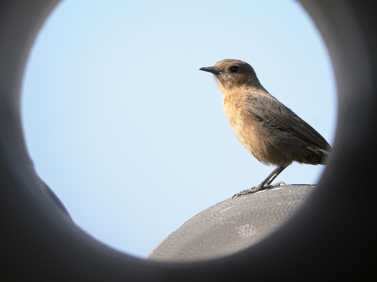 Buztanbeltz arrea - ML647212118