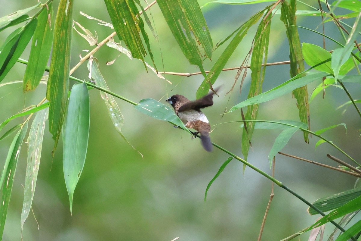 White-rumped Munia - ML647212119