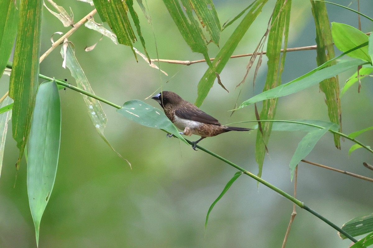 White-rumped Munia - ML647212120