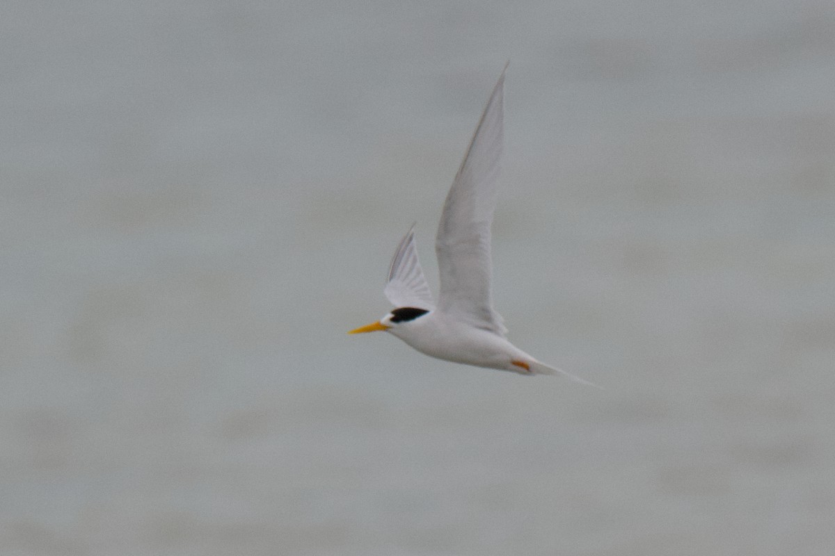 Txenadatxo australiarra - ML647212121