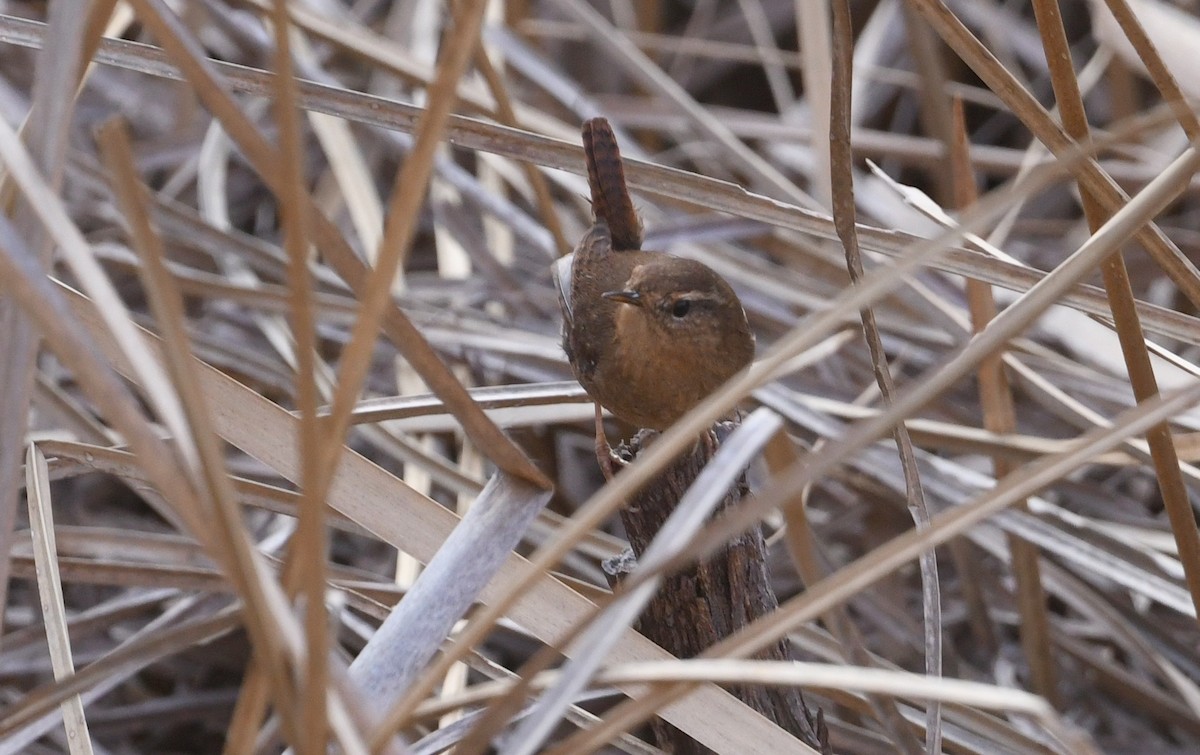 Pacific Wren - ML647212122