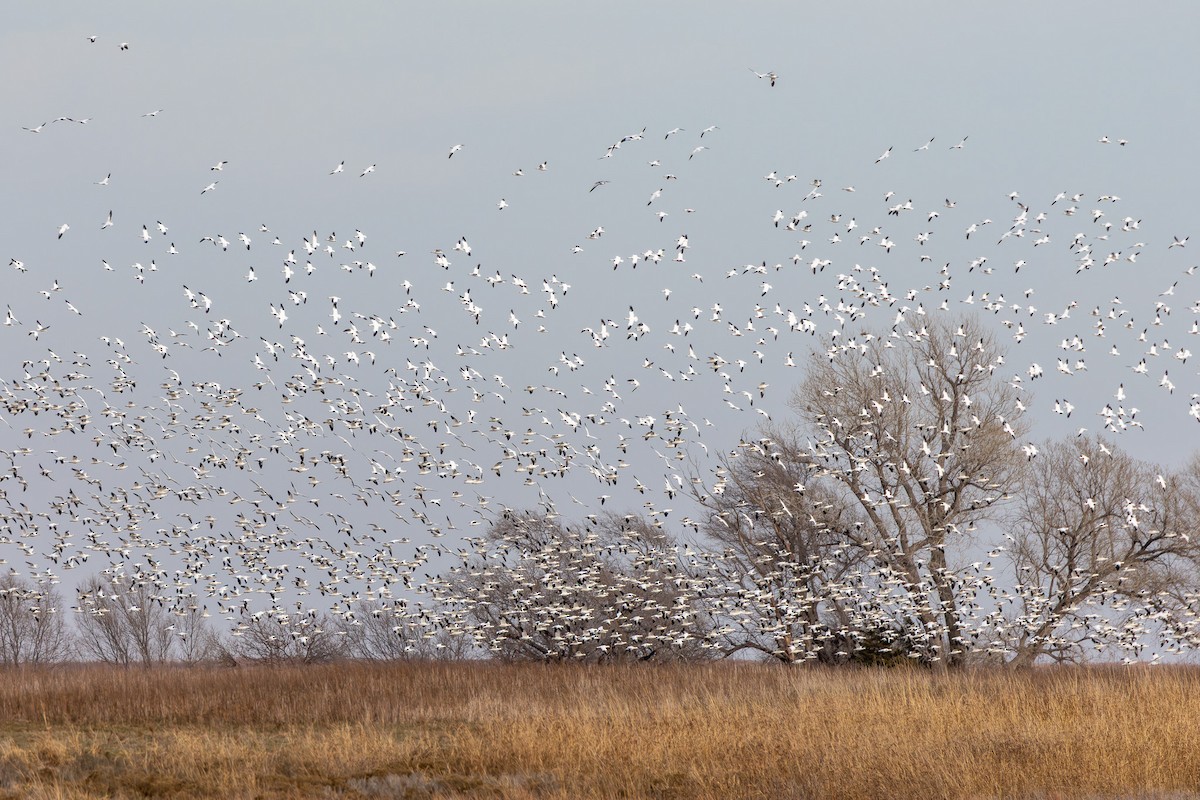 Elur-antzara - ML647212123