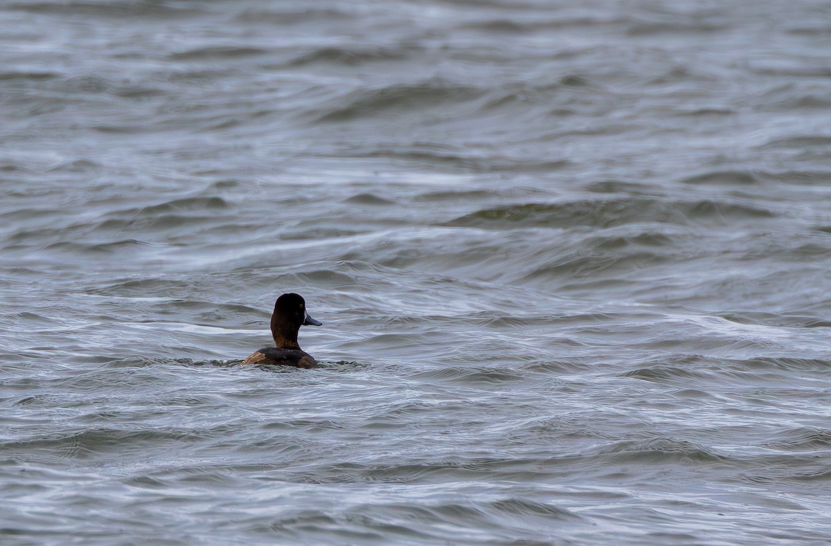 Murgilari txikia - ML647212124