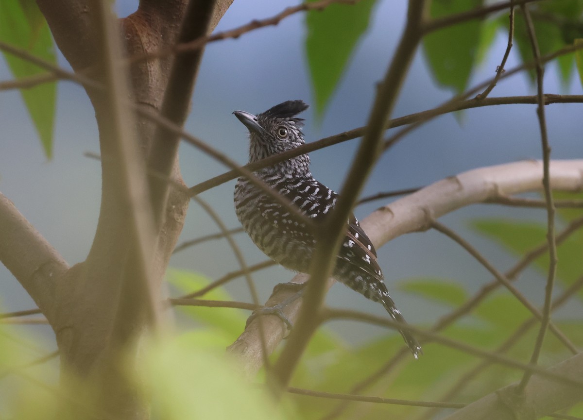 Lined Antshrike - ML647212129