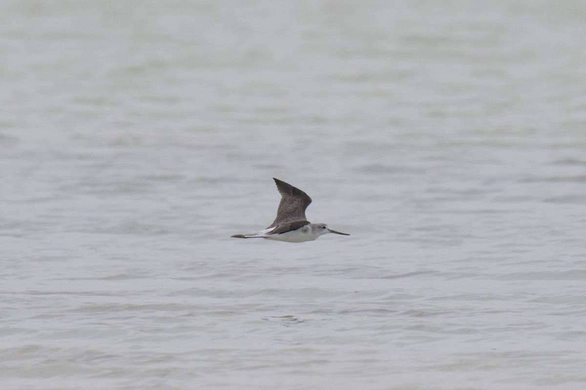 Kuliska zuria - ML647212132