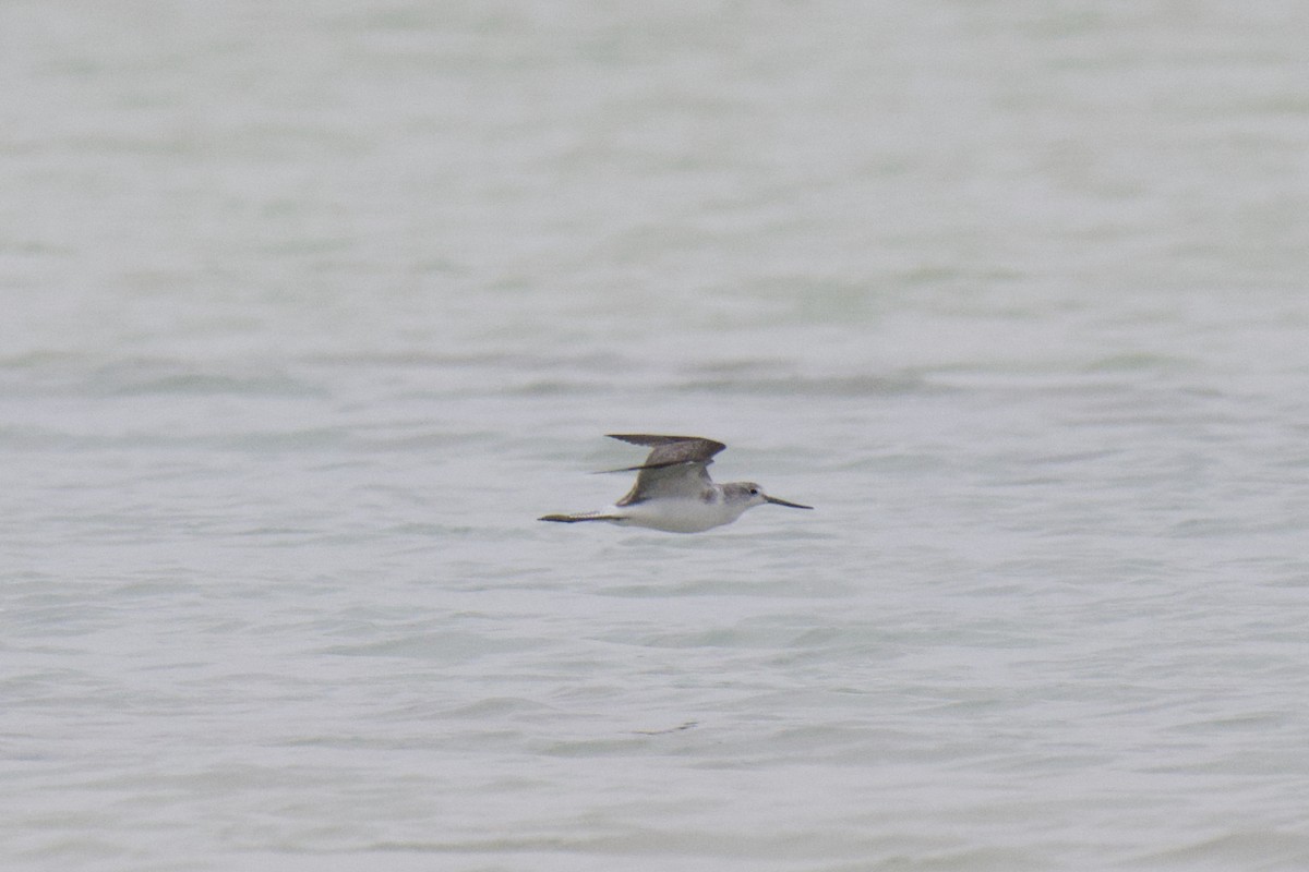 Kuliska zuria - ML647212136