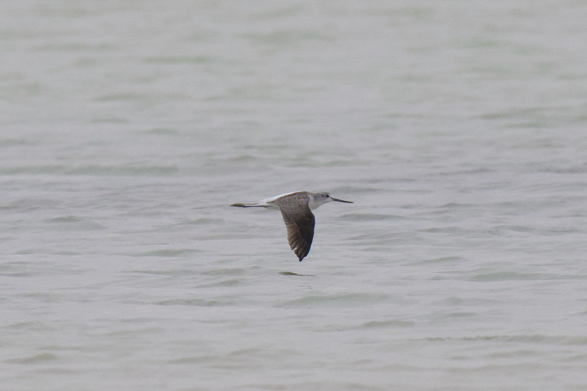 Kuliska zuria - ML647212138