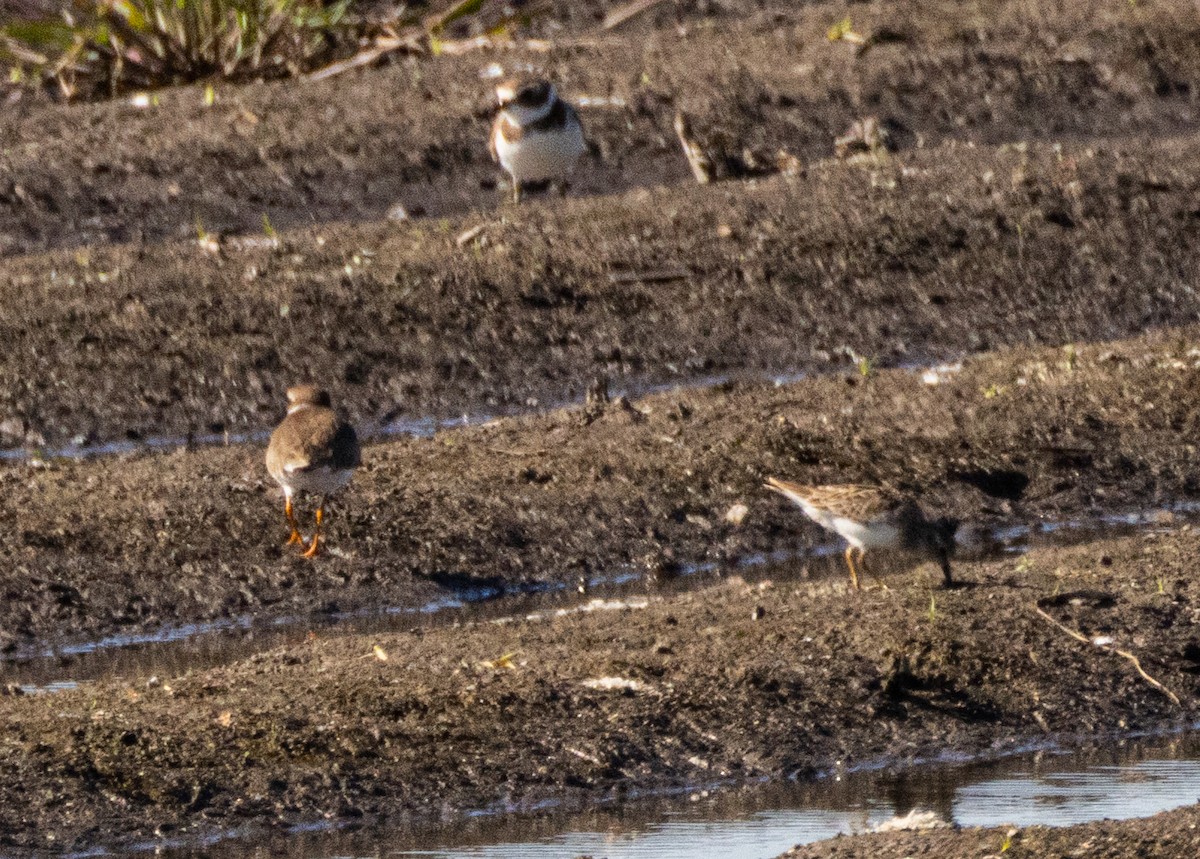 Txirritxo erdipalmatua - ML647212139