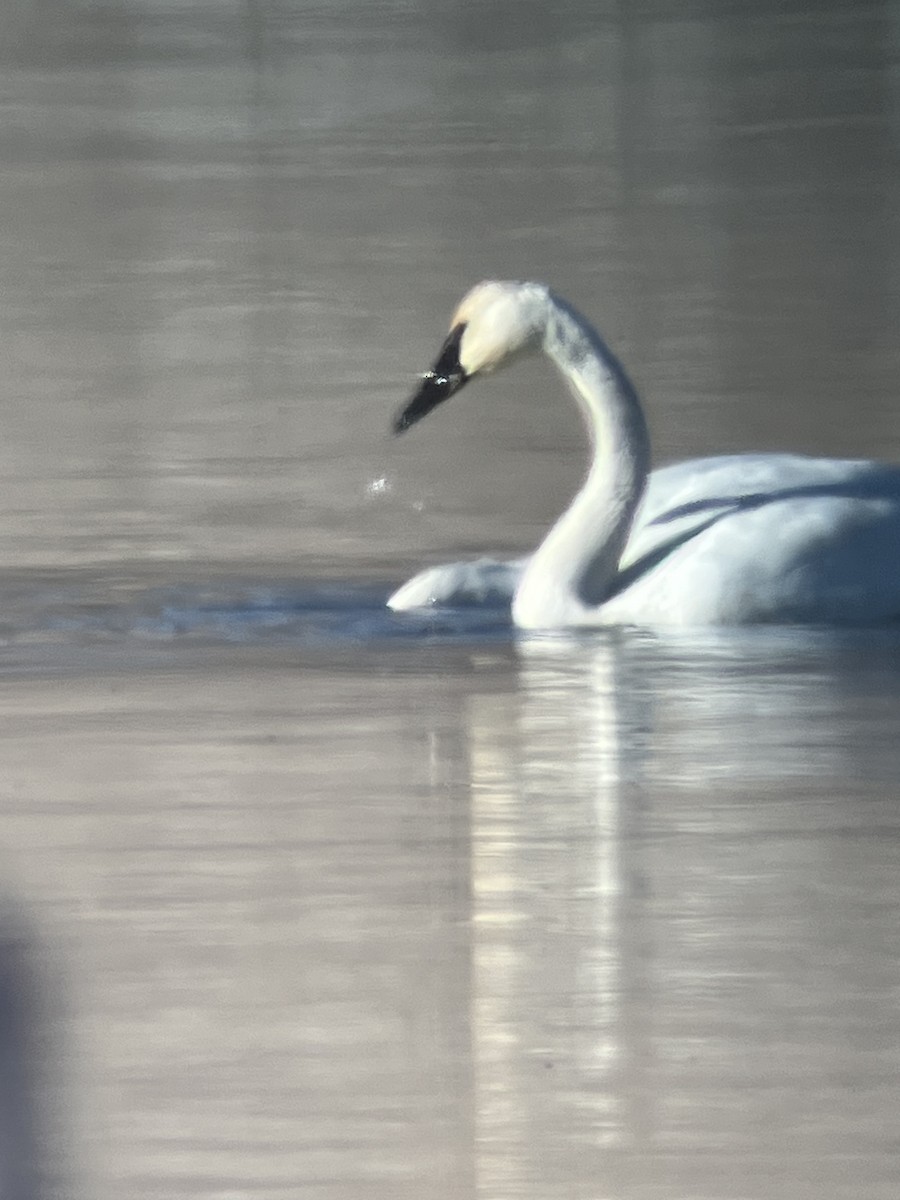 Beltxarga tronpetaria - ML647212140