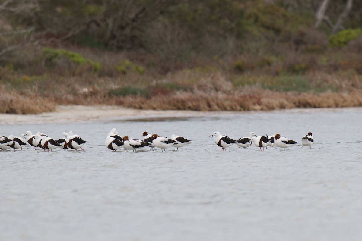 Red-necked Avocet - ML647212141