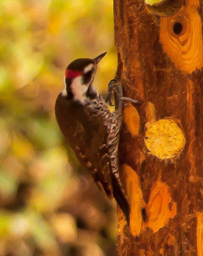 Arizona Woodpecker - ML647212142