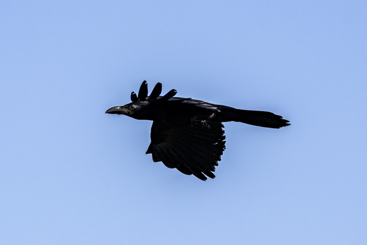 Large-billed Crow (Large-billed) - ML647212144