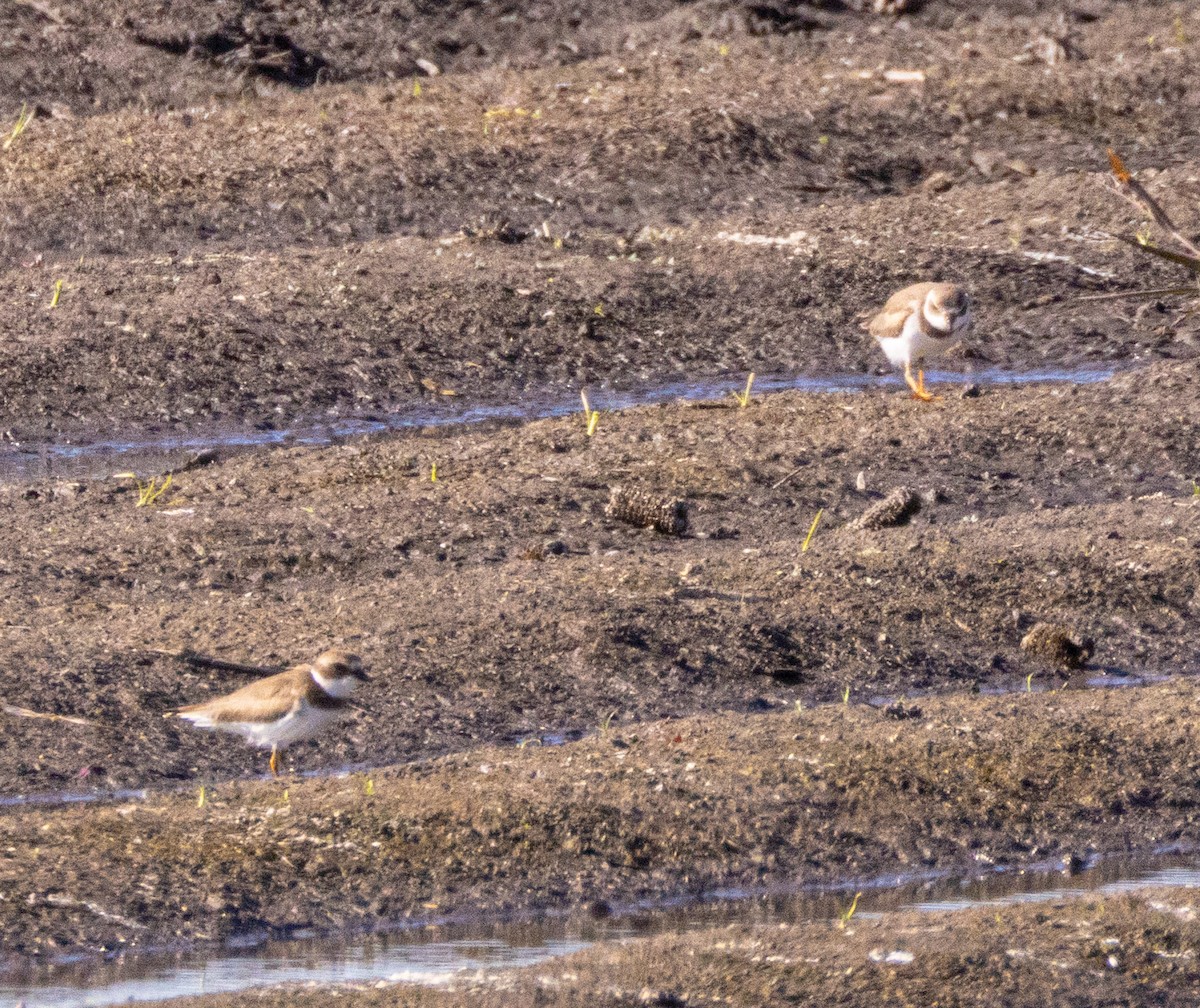 Txirritxo erdipalmatua - ML647212145