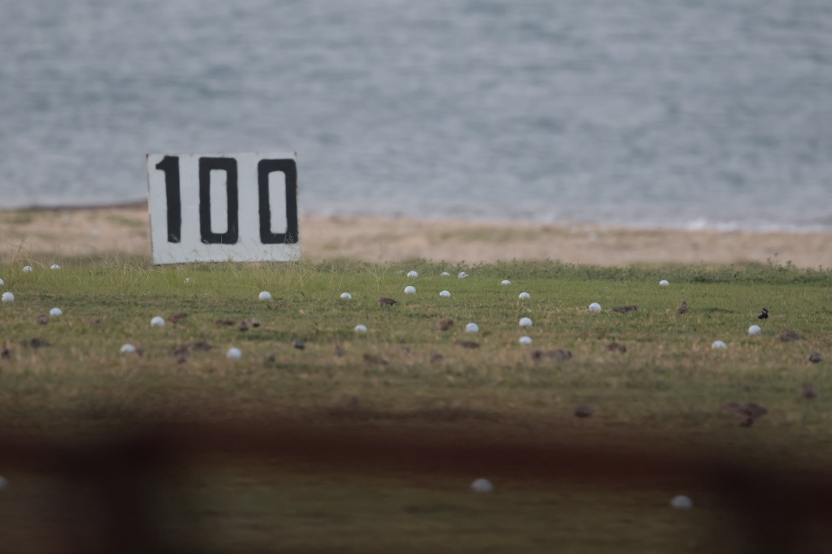 Ashy-crowned Sparrow-Lark - ML647212146