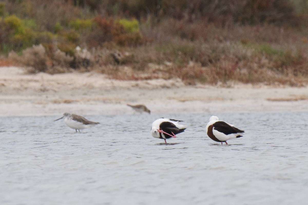 Zankaluze sabelgorria - ML647212147