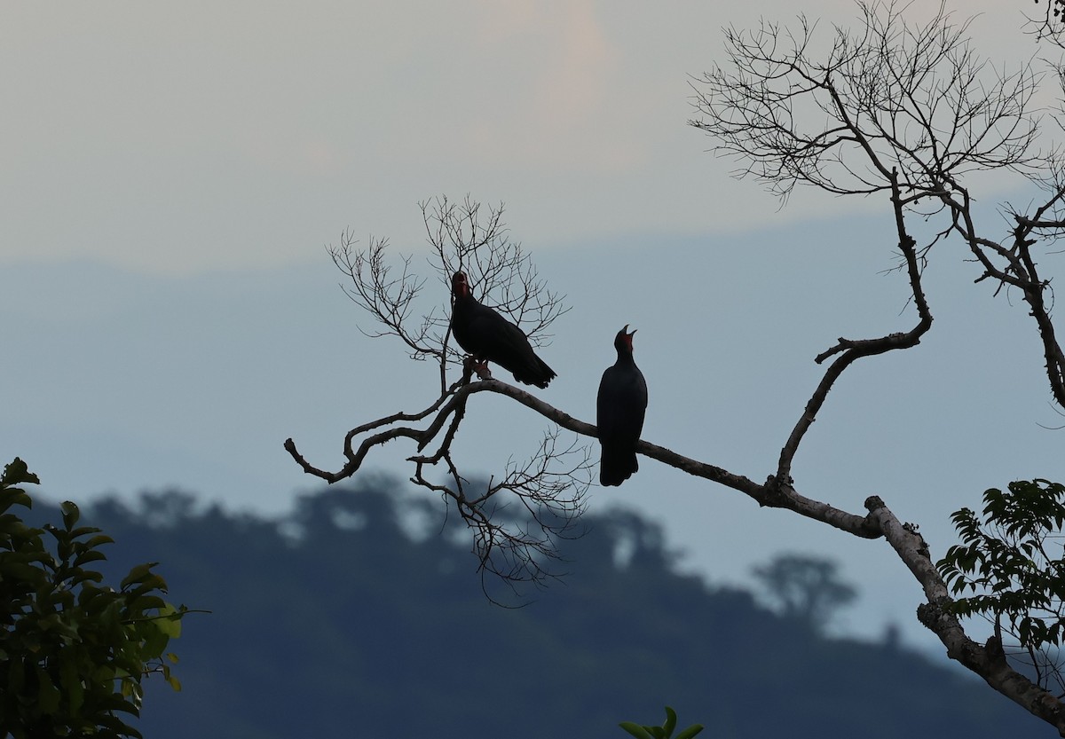 Red-throated Caracara - ML647212148