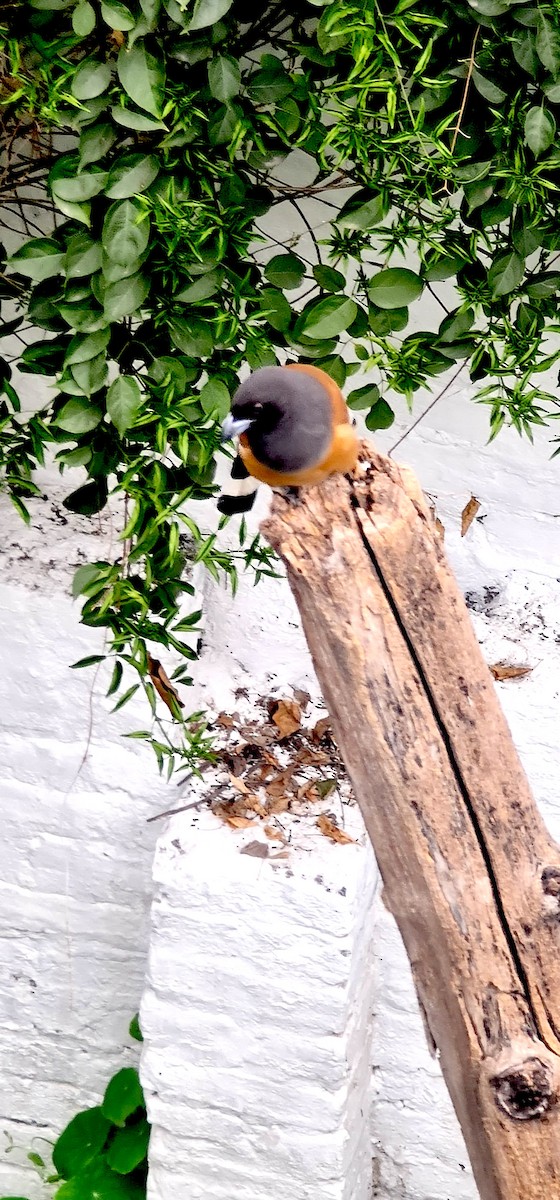 Rufous Treepie - ML647212152