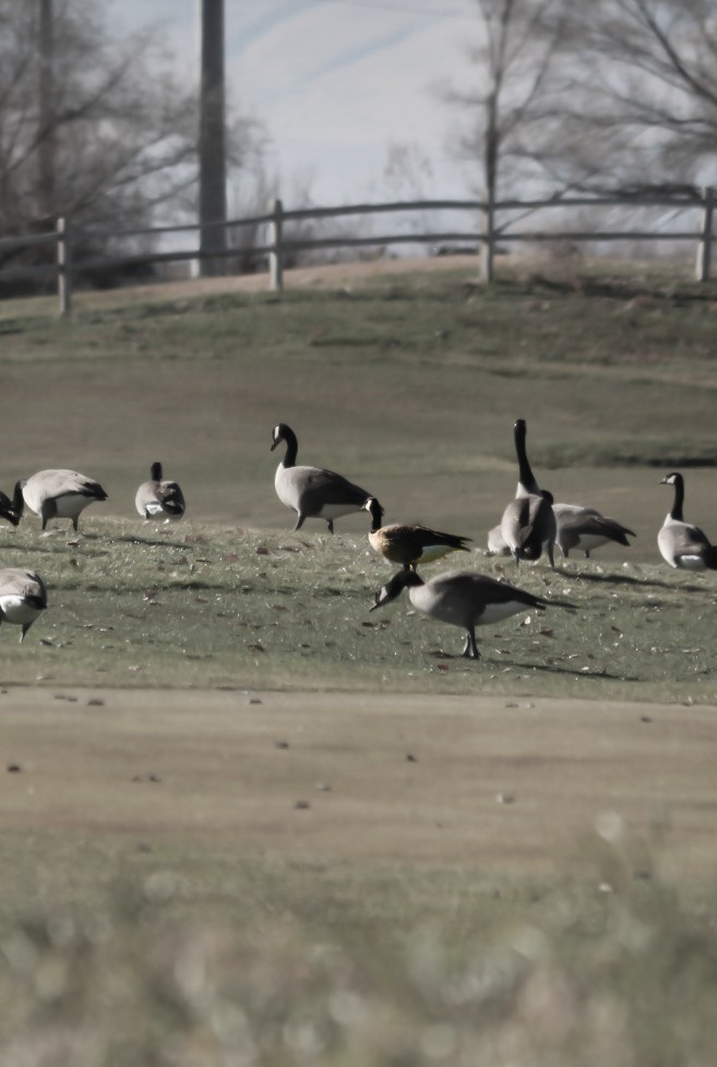 Branta kanadar txikia - ML647212153