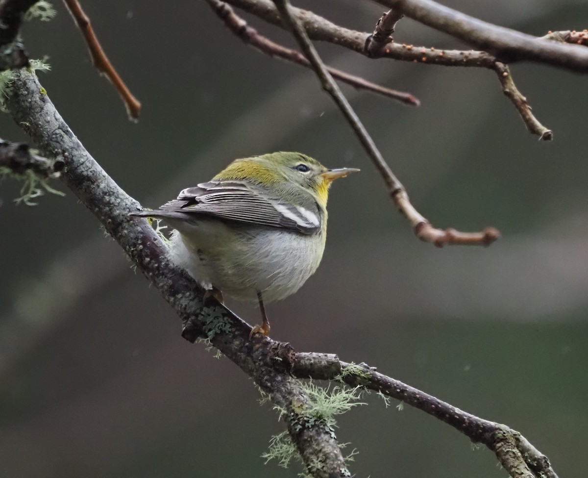 Northern Parula - ML647212162