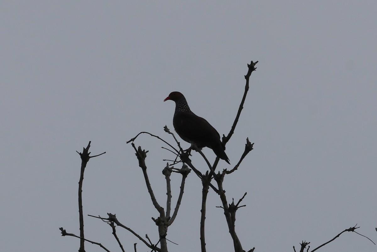 Scaled Pigeon - ML647212163