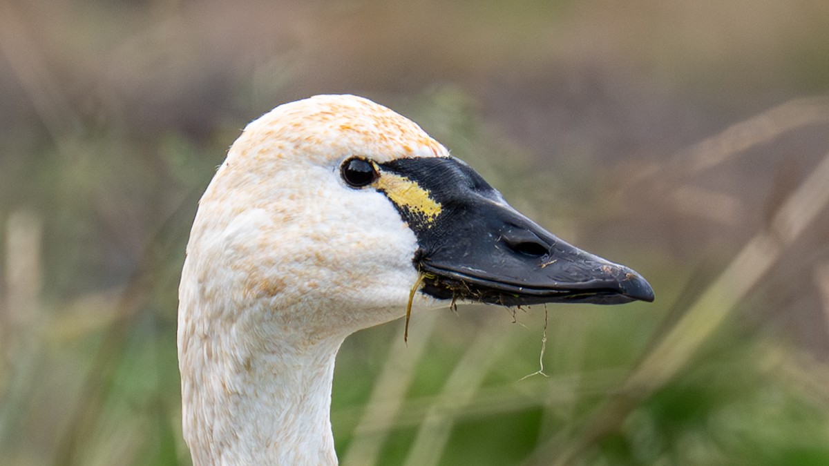 Tundra Swan - ML647212166