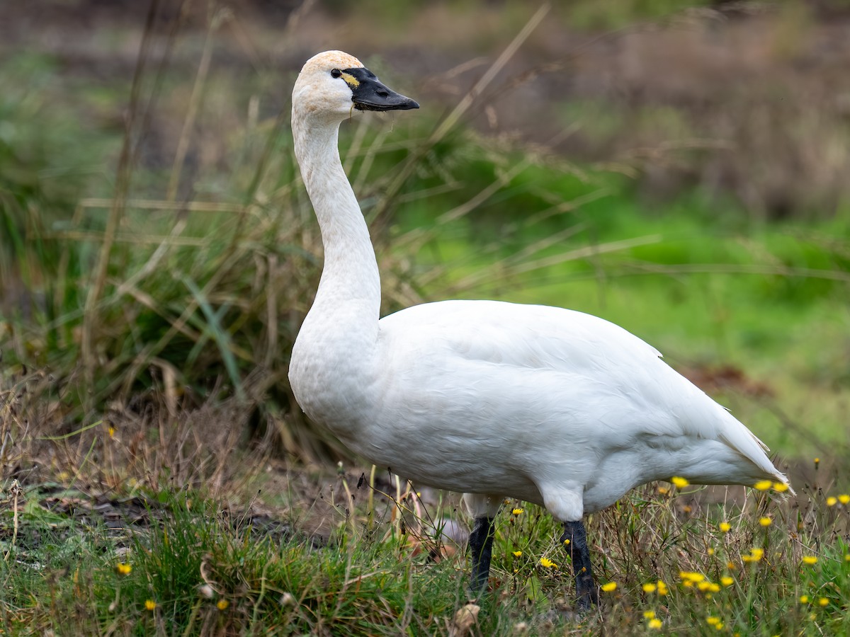 Tundra Swan - ML647212175