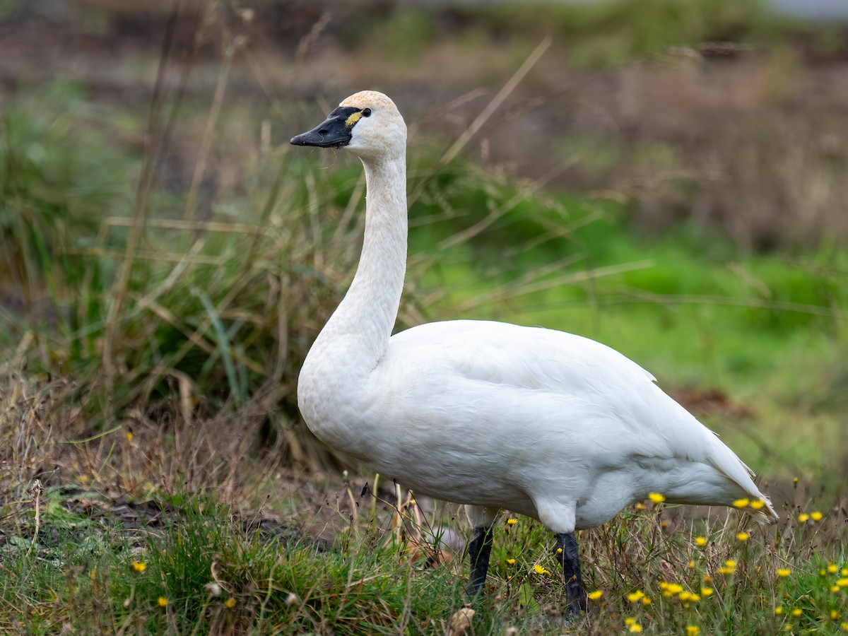 Tundra Swan - ML647212176