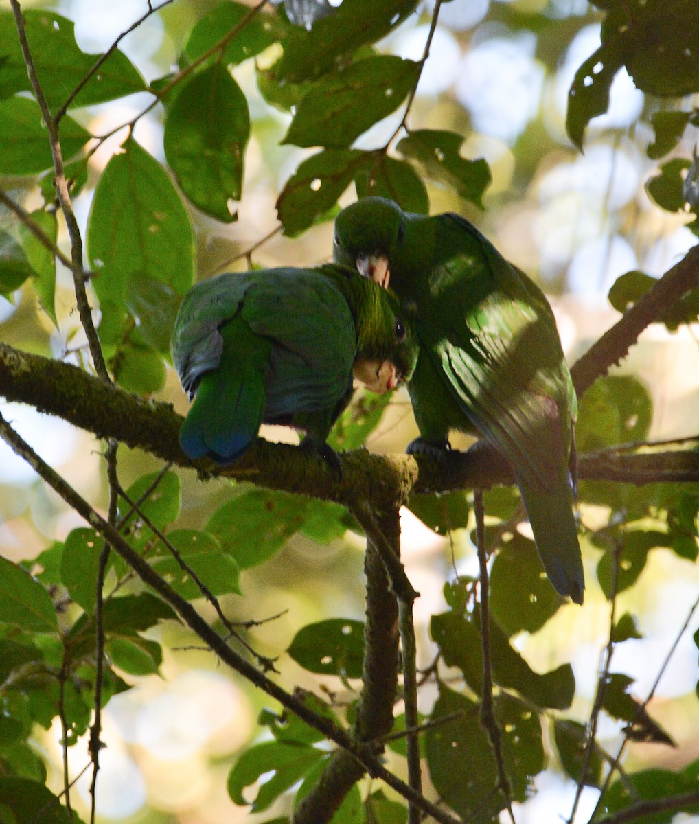 Синебрюхий попугай - ML647212177