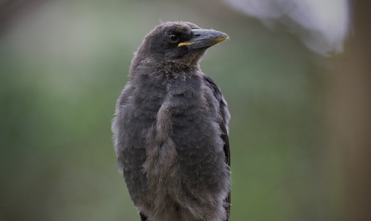 Куравонг строкатий - ML647212179