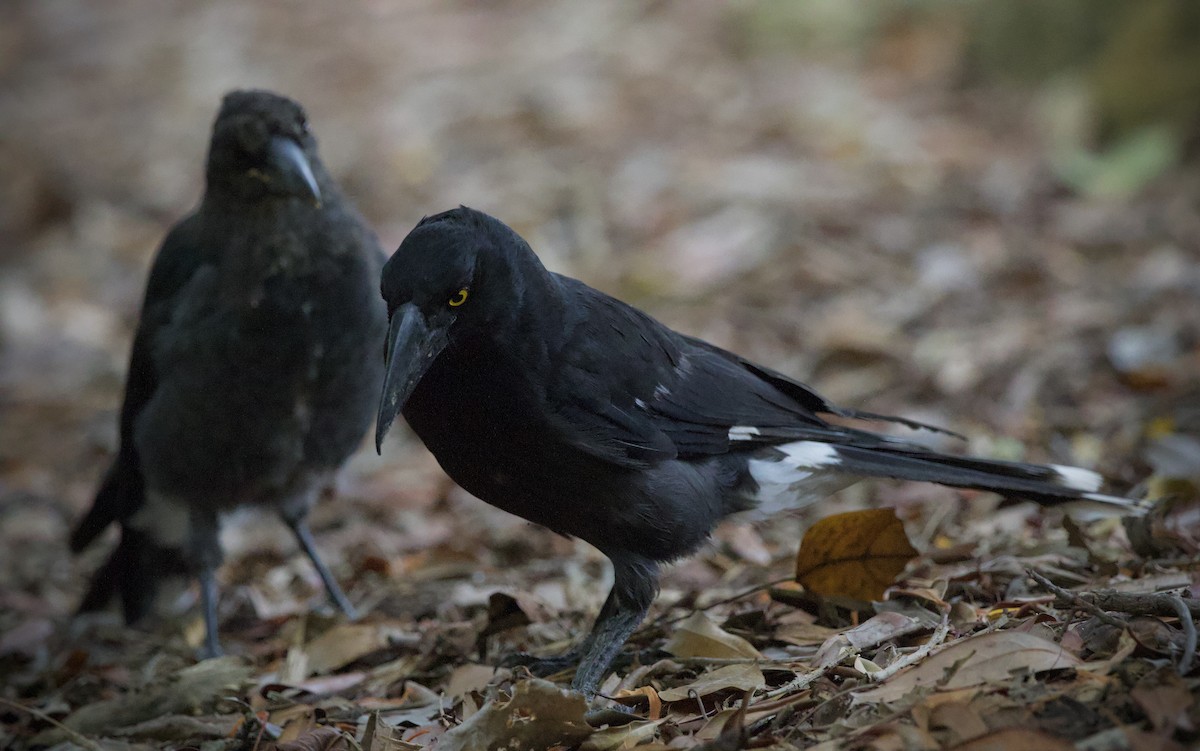 Куравонг строкатий - ML647212181