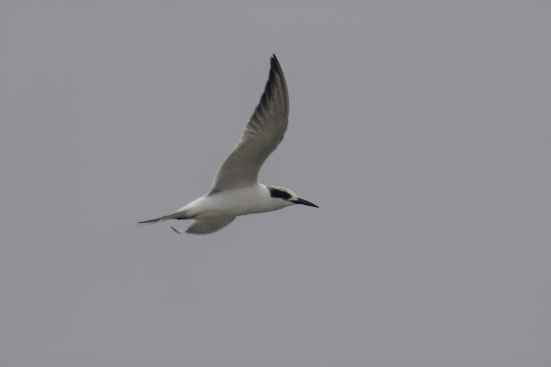 Forster's Tern - ML647212191