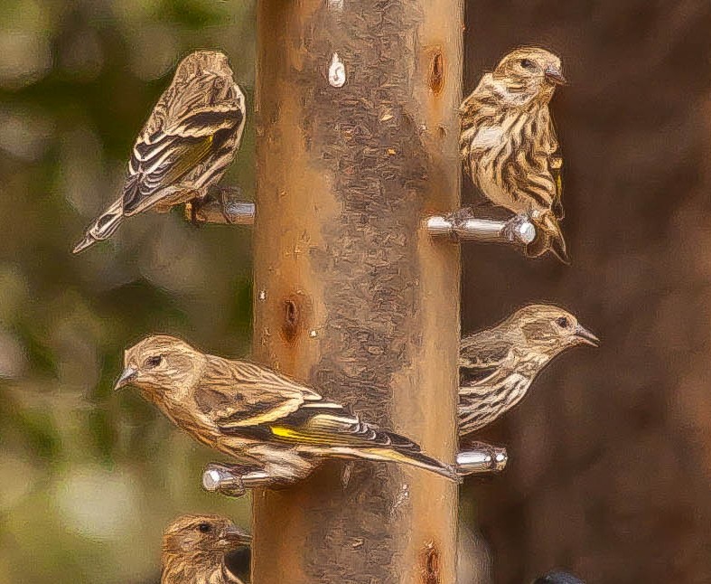 Pine Siskin - ML647212199