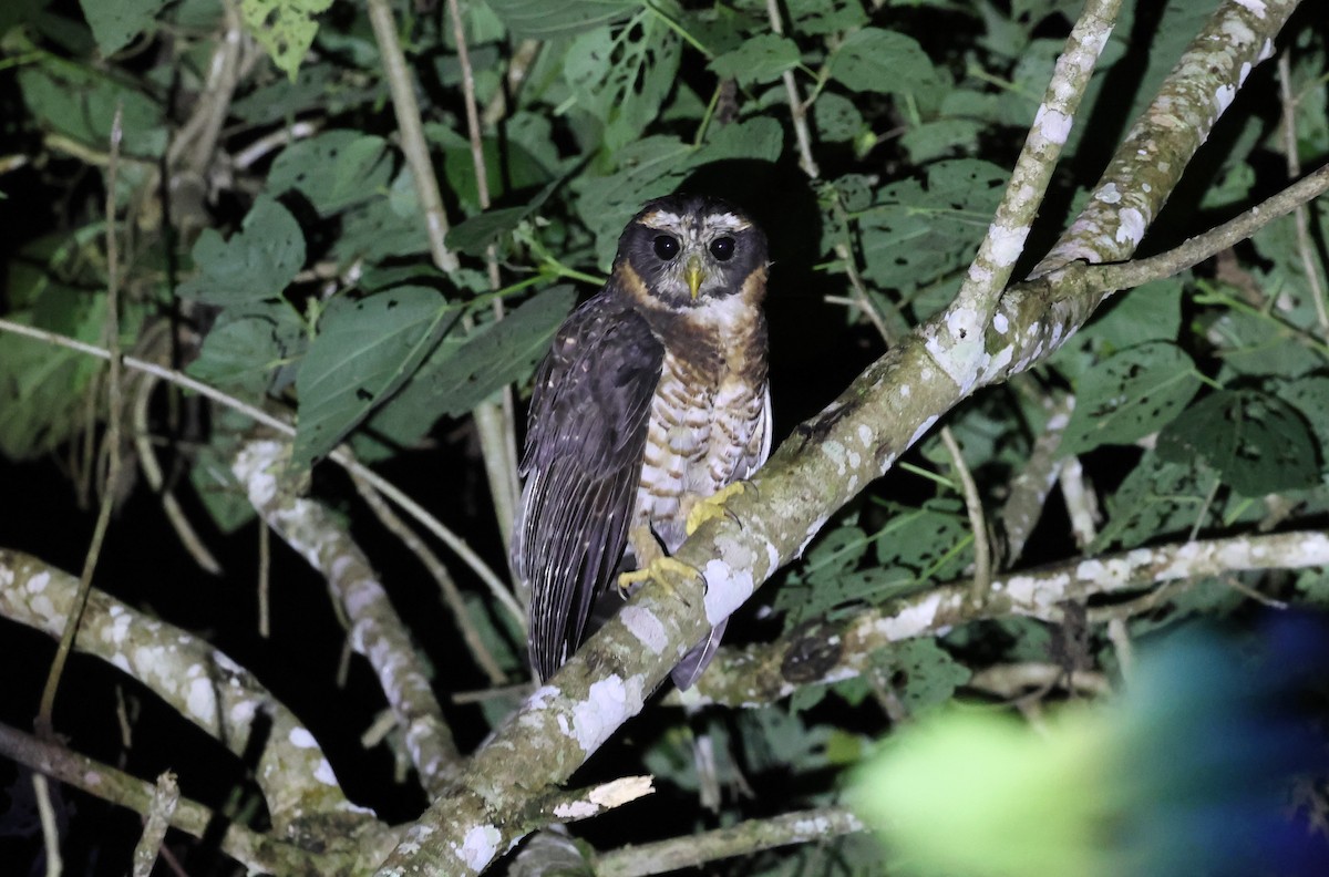 Band-bellied Owl - ML647212205