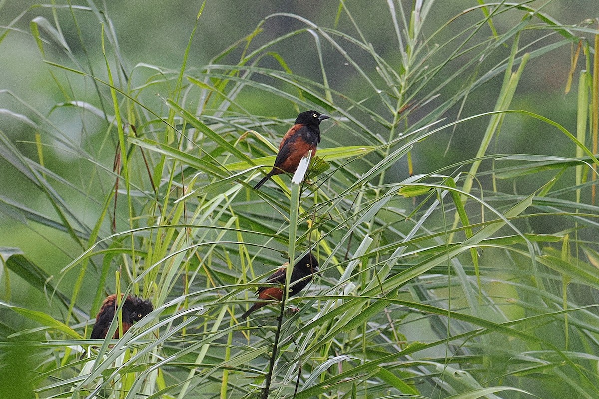 Chestnut-and-black Weaver - ML647212206
